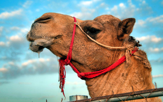 1753922 (a): :3000x1875